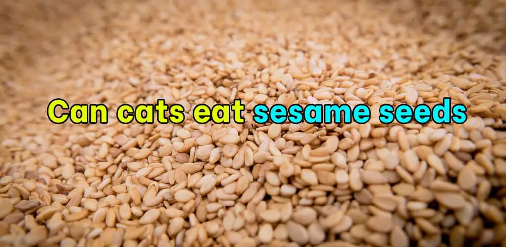 Can cats eat sesame seeds