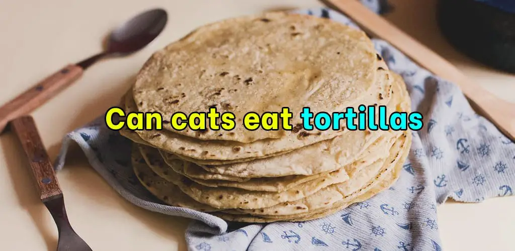 Can cats eat tortillas