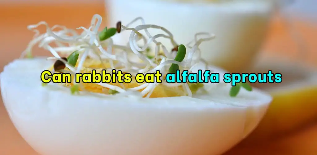 Can rabbits eat alfalfa sprouts