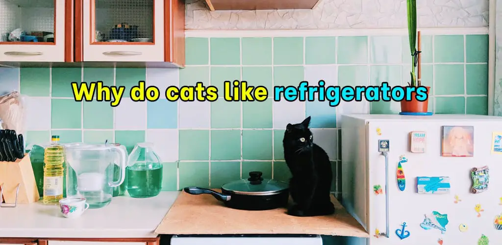 Why do cats like refrigerators
