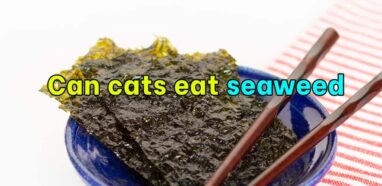 Can cats eat seaweed?