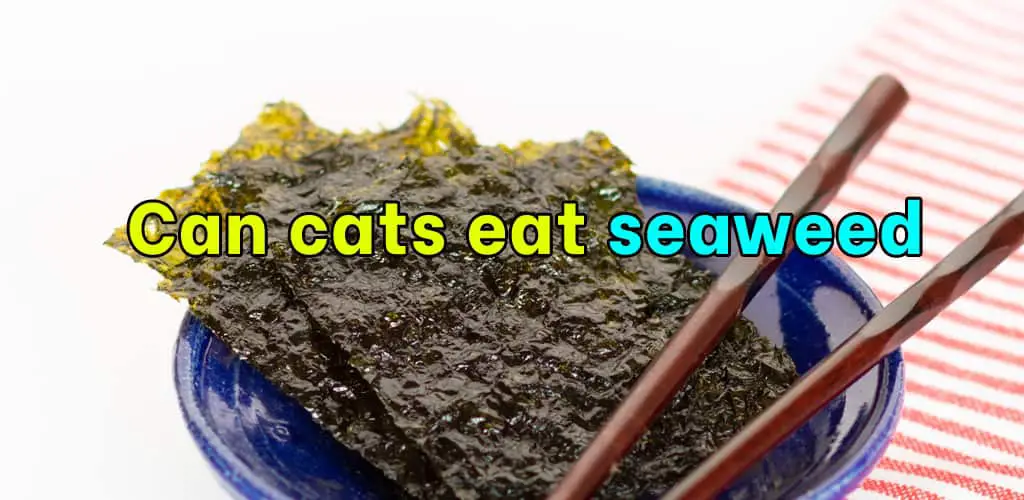 Can cats eat seaweed