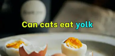 Can cats eat yolk?