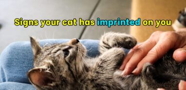 Signs your cat has imprinted on you