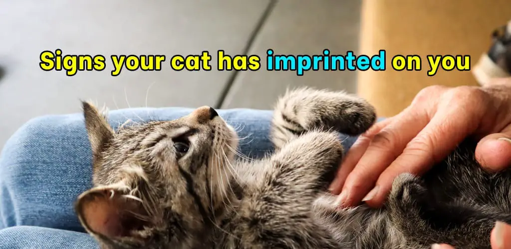Signs your cat has imprinted on you
