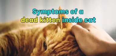 8 Symptoms of a dead kitten inside cat